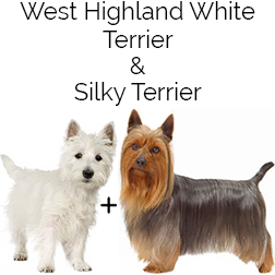 Silkland Terrier Dog